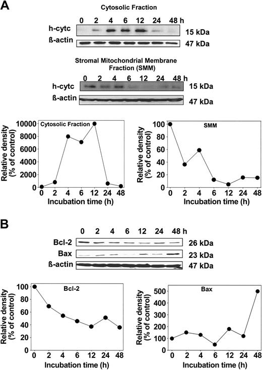 Figure 7. Effect of Dp44mT (1 μM) in cultured M109 cells on the holocytochrome c (h-cytc) levels in cytosolic and stromal-mitochondrial membrane (SMM) fractions and mitochondrial protein levels of Bcl-2 and Bax. (A) Cytosolic and SMM fractions of M109 cells were separated and subjected to Western blotting with anti–h-cytc antibody. The blot was reprobed with an anti–β-actin antibody to ensure equal protein loading. Densitometric analyses are shown beneath the blots; expression is normalized to β-actin. (B) Protein levels of Bcl-2 and Bax were determined through Western blotting using the SMM fraction of M109 cells after incubation with Dp44mT for 0 to 48 hours. Anti–β-actin antibody was used to ensure equal protein loading. Densitometric analysis is shown beneath each blot, where expression is normalized to β-actin. Results in panels A and B are representative of 3 experiments.