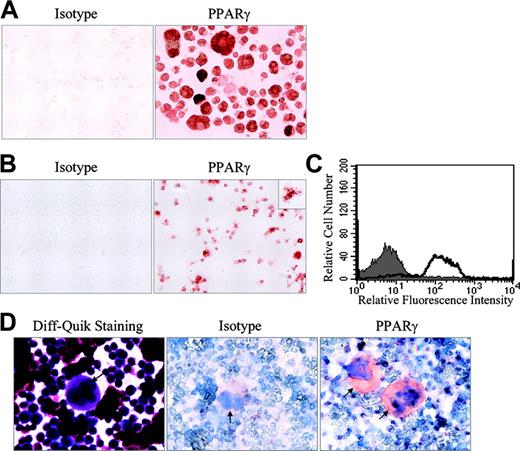 Figure 2. Immunocytochemistry demonstrating PPARγ expression in human megakaryoblast cells and platelets. Immunocytochemistry was performed with a rabbit polyclonal anti-PPARγ antibody as described in “Materials and methods.” Nonspecific staining was assessed using a rabbit IgG isotype control. (A) Nucleated cells and enucleated plateletlike cells of the Meg-01 cell line were stained for PPARγ. Meg-01 cells stain in the nucleus and the cytoplasm. Results were repeated 4 times with separate preparations of Meg-01 cells. Original magnification is × 600. (B) Human platelets express PPARγ. The staining pattern for PPARγ is throughout the platelets. Data are representative of 4 different donor platelet experiments with similar results. Original magnification is × 1000. The inset represents 1 platelet with a final magnification of × 2000. (C) Flow cytometric analysis for intracellular expression of PPARγ in human platelets. Purified platelets were washed and stained with a monoclonal FITC-labeled anti-PPARγ antibody (open histogram) or FITC-labeled IgG1 isotype control (shaded histogram) as described in “Materials and methods.” Forward- and side-scatter gates were set to analyze only platelets. This experiment was repeated 3 times with similar results. (D) Immunocytochemistry of human bone marrow megakaryocyte for PPARγ. (Left) Diff-Quik staining of a human bone marrow megakaryocyte. Immunohistochemistry was performed with a mouse monoclonal PPARγ antibody as described in “Materials and methods.” (Right) PPARγ expression. (Middle) Mouse IgG1 isotype control was also used to show nonspecific staining. In addition to PPARγ immunostaining, light counterstaining was performed with hematoxylin to visualize the cells. The arrows are pointing at human megakaryocytes. Original magnification is × 600. Data are representative of 4 experiments from 4 patients with similar results.