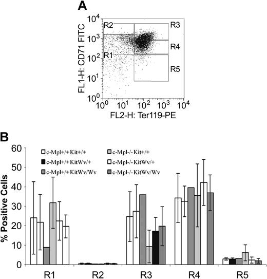 Figure 1. Fetal liver erythropoietic compartments. (A) Erythropoietic compartments defined by Ter119 and CD71 expression; maturation is shown by the progression from the least mature (R1) to most mature (R5) erythroid population. (B) Average proportion (±SD) of fetal liver cells in each compartment. KitWv/Wv embryos have a reduced proportion of cells in R1, independent of the c-Mpl genotype.