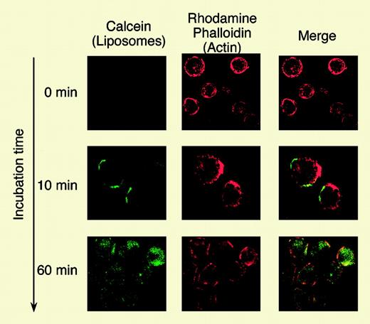 Internalization analysis of Cal-CD19-liposomes by confocal laser-scanning microscopy. See the complete figure in the article beginning on page 1442.