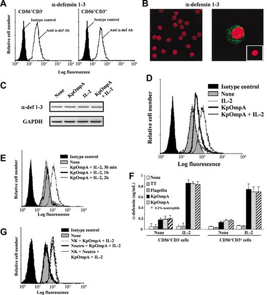 Figure 4. KpOmpA and flagellin trigger α-defensin synthesis and release by NK cells. Intracellular α-defensin expression was analyzed using (A) FACS in freshly and highly purified human NK cells and CD56+CD3+ T cells and using (B) confocal microscopy in NK cells (magnification: × 300 and × 1000 in left and right panels, respectively). (B, inset) Cells labeled with isotype control mAb (magnification: × 600). (C) α-defensin mRNA expression in NK cells either unstimulated or stimulated for 2 hours with KpOmpA in the absence or in the presence of IL-2 was analyzed using RT-PCR. RNA integrity and cDNA synthesis were verified by amplifying GAPDH cDNA. (D-E,G) Human CD56+CD3-NK cells were unstimulated or stimulated with 1 μM KpOmpA, flagellin, or TT in the absence or in the presence of 200 U/mL IL-2 or of 0.1% contaminating neutrophils, when indicated. After 2 hours, cells were stained for intracellular α-defensin expression analysis by cytometry. (F) α-Defensin released by NK cells and CD56+CD3+ cells activated by KpOmpA or flagellin in the absence or presence of IL-2 was quantified in cell culture supernatants using ELISA. Data are expressed in MFI (A,D,E,G) and in ng/mL, mean ± SD, n = 3 (F).