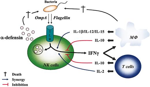 Figure 5. Direct and indirect NK cell responses during bacterial invasion. Direct NK cell activation by bacterial PAMPs was mediated through TLR and led to the secretion of cytokines (IFN-γ) and α-defensins that contribute, respectively, to activate surrounding cells (eg, macrophages, T lymphocytes) and to destroy (†) pathogens. In turn, surrounding cells that could be directly activated by PAMPs or environmental cytokines produced cytokines that synergized (IL-1β, IL-2, IL-12, IL-15; blue line) or inhibited (IL-10; red line) PAMP-mediated activation of NK cell functions.