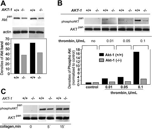 Figure 4. Total and phosphorylated Akt. Gel-filtered platelets (1 × 108/mL) were resuspended in the presence of integrin inhibitors to completely block fibrinogen binding. Platelet lysates were subjected to SDS-PAGE and Western blotting using antibodies against all Akt isoforms (Aktpan), phosphorylated Akt (phospho-Aktpan), or actin to ensure equal protein loading. (A) Total Akt levels (top) and their densitometric analysis (bottom) in 2 separate samples of unstimulated platelets. (B) Akt phosphorylation in response to different concentrations of thrombin (top) and densitometric analysis of phosphorylated Akt (bottom). (C) Akt phosphorylation in response to collagen (20 μg/mL) at different time points.