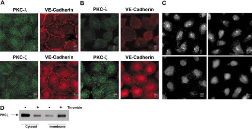 Figure 2. Thrombin causes PKCζ relocalization in ECs. (A) Cells were stained for the 2 atypical isoforms of PKC, ζ and λ (i,iii), and for the junctional protein, VE-cadherin (ii,iv). (B) EC monolayers were stained to demonstrate changes in PKCλ (i) and PKCζ (iii) localization following treatment with thrombin (0.2 U/mL). Cells also were stained for VE-cadherin (ii,iv) to demonstrate changes in cell-cell interactions following thrombin stimulation. (C) ECs were stained for PKCα (i-ii) and PKCϵ (iii-iv). Treatment of cells with thrombin does not alter PKCα (ii) and PKCϵ (iv) localization. (D) Thrombin causes PKCζ redistribution to membranes. PKCζ immunoblot of cytosolic and membrane fractions of PKCζ-infected HUVE cells, fractioned following incubation with (+) or without (-) thrombin (0.2 U/mL) for 15 minutes.