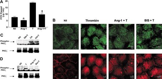 Figure 4. Angiopoietin-1 inhibits thrombin-induced PKCζ activation. (A) Ang-1 inhibits thrombin-stimulated EC permeability increases. Cells were untreated (Nil), treated with Ang-1 (Ang-1; 0.1 μg/mL) for 30 minutes, treated with thrombin (T; 0.2 U/mL) for 15 minutes, or pretreated with Ang-1 (0.1 μg/mL) for 30 minutes followed by thrombin (Ang-1 + T). FITC-dextran passage (measured in μg/mL) during 30 minutes is shown. Data shown are means ± SEM of a pool of 3 experiments where each group from each experiment was performed in triplicate. *P < .02 compared with Nil; †P < .0001 compared with thrombin alone. (B) EC monolayers were stained to demonstrate changes in PKCζ localization following: (i) no treatment (Nil); treatment with thrombin (0.2 U/mL) either alone (ii; Thrombin), after pretreatment with Ang-1 (iii; 0.1 μg/mL; Ang-1+ T), or after pretreatment with PKC inhibitor bisindolylmaleimide I (iv; 6 μM; BIS + T). Counterstaining for VE-cadherin is shown in panels v-viii. (C) Dominant-negative PKCζ inhibits thrombin-stimulated PKC phosphorylation. ECs were infected with pAdEasy-1 constructs encoding dominant-negative PKCζ (DN) or constitutively active PKCζ (CA). DN indicates cells overexpressing dominant-negative PKCζ with no treatment; DN + T, cells overexpressing dominant-negative PKCζ and treated with thrombin; CA, cells overexpressing constitutively active PKCζ with no treatment; CA + T, cells overexpressing constitutively active PKCζ treated with thrombin. Proteins were separated by SDS-PAGE before transfer to PVDF membrane and probing with an antibody directed against phosphorylated Thr410 of the activation loop of PKCζ (top panel). Membranes were stripped and reprobed with an anti-PKCζ antibody (bottom panel). (D) Ang-1 blocks thrombin-stimulated PKCζ phosphorylation. ECs were infected with pAdEasy-1 constructs encoding wild-type PKCζ. Cells were lysed after no treatment (Nil), treatment with thrombin (0.2 U/mL) either alone (T) or after pretreatment with Ang-1 (Ang-1 + T; 0.1 μg/mL) or bisindolylmaleimide I (Bis + T; 6 μM). Proteins were separated by SDS-PAGE before transfer to PVDF membrane and probing with an antibody directed against phosphorylated Thr410 of the activation loop of PKCζ (top panel). Membranes were stripped and reprobed with an anti-PKCζ antibody (bottom panel).