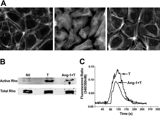 Figure 5. Ang-1 regulates thrombin-induced actin stress fiber formation, Rho activity, and Ca++ flux. (A) EC monolayers were unstimulated (i), stimulated with thrombin (0.2 U/mL) alone for 10 minutes (ii), or pretreated with Ang-1 (0.1 μg/mL) for 30 minutes followed by thrombin (iii). Cells were stained using rhodamine-phalloidin for detection of F-actin. (B) Cells were either unstimulated (Nil), stimulated with thrombin alone (T), or pretreated with Ang-1 and then stimulated with thrombin (Ang-1 + T) and analyzed for active Rho (top panel). Total Rho in the cell lysates is shown in the bottom panel. (C) Cells were loaded with fura 2 either in the absence or presence of Ang-1 (0.1 μg/mL) for 60 minutes. Cells were then treated with thrombin (0.2 U/mL) and fluorescence was measured. The pooled results, expressed as fluorescence ratio, are given for 100 cells from each of 3 experiments.