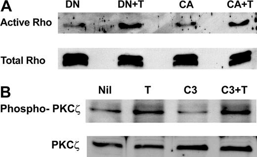 Figure 6. Rho activation is not involved in thrombin-induced permeability changes mediated by PKCζ (A) Blocking PKCζ activation does not block thrombin-induced Rho activation. ECs were infected with pAdEasy-1 constructs encoding dominant-negative PKCζ or constitutively active PKCζ. DN indicates cells overexpressing dominant-negative PKCζ with no treatment; DN + T, cells overexpressing dominant-negative PKCζ and treated with thrombin; CA, cells overexpressing constitutively active PKCζ with no treatment; CA + T, cells overexpressing constitutively active PKCζ treated with thrombin. One milligram of each total cell lysate was analyzed for active Rho (top panel). Total Rho is shown in the bottom panel. (B) Inhibition of Rho does not inhibit thrombin-induced PKCζ phosphorylation. ECs were infected with a pAdEasy-1 construct encoding wild-type PKC-ζ, or pretreated with the Rho inhibitor Clostridium botulinum C3 transferase followed by thrombin. Nil indicates untreated; T, thrombin alone; C3, C3 transferase alone; C3 + T, pretreated with C3, then treated with thrombin. Proteins were separated by SDS-PAGE before transfer to PVDF membrane, and probing with an antibody directed against phosphorylated Thr410 of the activation loop of PKCζ (top panel). Membranes were stripped and reprobed with an anti-PKCζ antibody (bottom panel).
