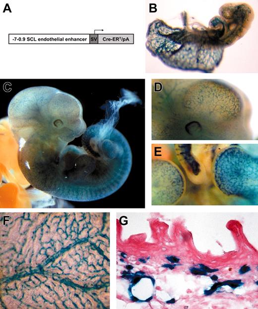 Figure 1. Tamoxifen-inducible endothelial-specific activation of the R26R allele by the endothelial-SCL-Cre-ERT transgene during embryonic development. (A) DNA construct used to generate transgenic mice. The 6.1-kb murine SCL genomic fragment (from -7 to -0.9 kb relative to the transcriptional start in exon Ia) was cloned upstream of the SV40 minimal promoter (SV) and the Cre-ERT cassette including a rabbit β-globin intron. (B) LacZ-stained end-SCL-Cre-ERT;R26R embryo (E9.5) after maternal tamoxifen injections at E7.5 (1 mg) and E8.5 (1 mg). (C) E11.5 end-SCL-Cre-ERT;R26R embryo (maternal tamoxifen injections: E8.5, 0.5 mg; E9.5, 1 mg; E10.5, 2 mg). (D) Magnification of the head region demonstrating LacZ-positive blood vessels on the surface of the telencephalon. (E) Lateral view showing LacZ staining in small capillaries of the forelimb, footplate, and tail. (F) Visceral side of the yolk sac of an E13.5 embryo showing LacZ-positive branching vessels with adjacent smaller capillaries. (G) Histologic section showing LacZ expression in capillaries of the embryonic dermis (E17.5). Isolated LacZ-positive cells may represent cells of hematopoietic origin. (F-G) Maternal tamoxifen injections at E9.5 (0.5 mg), E10.5 (1 mg), and E11.5 (2 mg). (B-F) LacZ whole-mount staining. Original magnification × 40 for panel G.