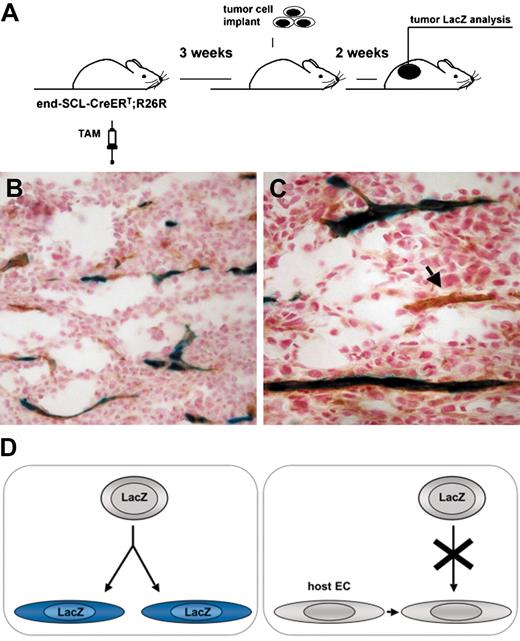 Figure 7. Transgenic marking before the initiation of tumor angiogenesis resulted in LacZ-positive tumor endothelium. (A) Overview of the experimental strategy: endothelial cells were marked by inducing recombination in end-SCL-Cre-ERT;R26R (n = 3) mice by 2 weeks of tamoxifen (TAM) treatment (2 mg every 48 hours). In order to ensure the absence of any residual tamoxifen effect during tumor angiogenesis, mice were left untreated for 3 weeks before LLC tumor cells were implanted. (B-C) Tumors were dissected after 2 weeks and the contribution of marked endothelium to tumor vasculature was assessed by LacZ/CD31 costaining: the majority of vessels were LacZ+CD31+. (C) The arrow points at a CD31+ tumor vessel, which is negative for LacZ. (D) Outline of possible options for the origin of tumor endothelium. (Left) Tumor ECs, which are derived from transplanted EPCs of end-SCL-Cre-ERT;R26R mice, should become LacZ-positive upon differentiation and tamoxifen treatment. (Right) If tumor ECs are derived from pre-existing wild-type recipient endothelium and not from transplanted EPCs, these cells should not be positive for LacZ upon tamoxifen treatment. Original magnifications × 20 (B) and × 40 (C).