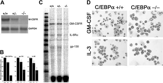 Figure 2. Expression of HGF receptors in C/EBPα-/- FL cells and morphology of C/EBPα-/- FL cells grown in IL-3 and GM-CSF. RNA was extracted from E16 to 17 C/EBPα+/+, C/EBPα+/-, and C/EBPα-/- FL and analyzed by Northern blot for the expression of M-CSFR and GADPH (A) or by RPA for GM-CSFRα, IL-6R, and gp130 according to the procedures outlined in “Materials and methods” (C). RPA signals were quantitated, relative to controls, by scanning densitometry (B). FL cells were harvested from E16 to 17 C/EBPα+/+ and C/EBPα-/- mice seeded into liquid cultures at 2 × 105 cells/mL in cIMDM. Cells were removed from the cultures after 7 days of incubation (37°C) in the presence of IL-3 or GM-CSF, cytocentrifuged, and stained with Giemsa. Bright field photomicrographs were taken with a Leica DMLB microscope at a magnification of × 400 (D).