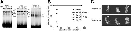 Figure 4. C/EBPα binding activities in FL extracts and C/EBPα-/- FL cell lines and transplantation of C/EBPα-/- FL cells in vivo. (A) Nuclear extracts prepared from wild-type FL (left panel), mutant FL (middle), or the C/EBPα-/- FL cell line cultured in IL-3 (right) were analyzed by EMSA using a consensus C/EBPα-binding site probe. Binding reactions included either nonimmune (NI) serum or the indicated C/EBPα antibodies. DNA-protein complexes were resolved on nondenaturing polyacrylamide gels. The identities of various dimeric C/EBPα species are shown by arrows; asterisks denote complexes that are supershifted by the antibody. (B) C/EBPα+/+ and C/EBPα-/- FL cells were transplanted into lethally irradiated mouse recipients at the indicated cell doses and monitored for survival according to the procedures described in “Materials and methods.” (C) In other groups, spleens were removed 10 to 12 days after transplantation and fixed in Tellesniczky solution to visualize spleen colonies (CFU-Ss) and photographed.