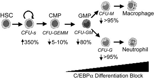 Figure 7. Summary of developmental defects in C/EBPα-deficient mice. Arrows indicate the percentage decrease in colony formation of C/EBPα-/- FL cells in vitro relative to control mice from data presented in Figure 1A. C/EBPα-/- FL cells contained more CFU-Ss than control mice did.