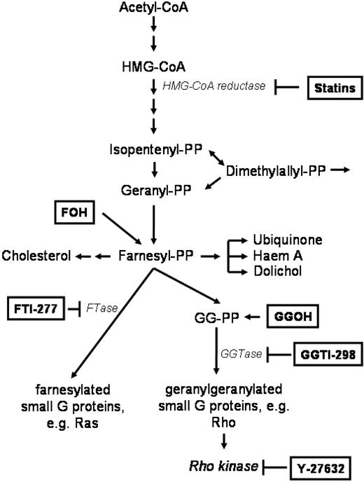 Figure 4. The mammalian mevalonate pathway. The scheme shows the key signaling molecules and enzymes of the mevalonate pathway. Statins inhibit HMG-CoA reductase, FTI-277 inhibits farnesyl transferase (FTase), GGTI-298 inhibits geranylgeranyl transferase (GGTase). Farnesol (F-OH) is the cell-permeable prodrug of farnesyl pyrophosphate (F-PP) and geranylgeranol (GG-OH) is the cell permeable prodrug of geranylgeranyl pyrophosphate (GG-PP).