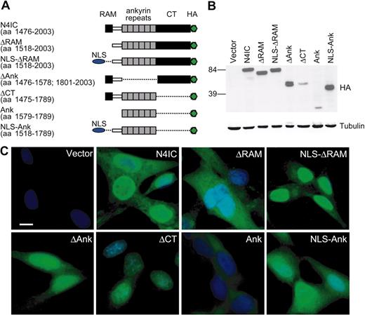 Figure 1. Deletion of the RAM domain inhibits Notch4 nuclear localization. (A) Structure diagrams of the HA epitope-tagged Notch4 intracellular region (N4IC) and related deletion constructs. The amino acid (aa) numbers from the 2003 residue human Notch4 protein that are included in each mutant are indicated in parentheses. NLS indicates nuclear localization signal. (B) Expression of the N4IC constructs in HMECs as detected by immunoblotting with anti-HA antibody. (C) Expression and subcellular localization of the N4IC constructs as detected by immunofluorescent staining of transduced HMEC lines with anti-HA antibody. Nuclei are counterstained with DAPI. Original magnification, × 400; bar = 10 μm.