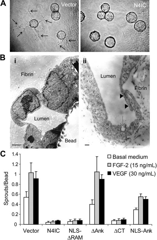 Figure 2. The ankyrin repeats are required for Notch4-mediated inhibition of endothelial sprouting. (A) Phase-contrast micrographs of microcarrier beads seeded with HMECs transduced with N4IC or empty vector control and stimulated with FGF-2. Arrows indicate capillary-like sprouts of sufficient length to be counted after 3 days of stimulation. Original magnification, × 100. (B) Transmission electron micrographs of sectioned fibrin gels containing sprouting HMECs. Panel i demonstrates the base of a sprout forming a lumen that excludes the fibrin gel (original magnification, × 9000; bar = 5 μm. Panel ii demonstrates another lumen formed by HMECs. Arrowheads point to adherens-like junctions and the arrow points to a coated pit (original magnification, × 54 000; bar = 1 μm. Electron microscopy was performed on a Philips 400 transmission electron microscope, and images were photographed with the built-in 3550 × objective (i) and the 21 500 × objective (ii). Images were scanned on an Epson Perfection scanner using Photoshop Element. (C) Quantitation of sprouting for the transduced cell lines after 3 days of stimulation with basal medium or medium supplemented with FGF-2 or VEGF. The number of sprouts per microcarrier bead (sprouts/bead) were counted and graphed as means + SD. Data are from a single experiment done in triplicate. The relative sprouting patterns are representative of at least 4 separate experiments.
