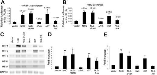 Figure 3. Notch4 induction of RBP-Jκ-dependent gene expression requires the ankyrin repeats. Reporter assays using a reporter construct with 4 copies of a RBP-Jκ-binding element upstream of an SV40 promoter-driven firefly luciferase gene (4xRBP-Jκ luciferase) (A) or a HRT2 promoter-driven firefly luciferase gene (HRT2 luciferase) (B). Reporter plasmids were electroporated into the HMEC-N4IC mutant cell lines along with a CMV promoter-driven renilla luciferase plasmid used as a normalization control for transfection efficiency. Cell lysates were harvested 48 hours after electroporation, and the relative luciferase units (RLUs) were determined as the ratio of firefly-derived luminescence over renilla-derived luminescence. Data are means + SD for a single experiment done in triplicate. Fold increases are reported for each N4IC construct cell line as compared with the empty vector control cell line. *P < .01 and **P < .001 for sample means compared with the empty vector control. The relative RLU patterns are representative of at least 3 separate experiments. (C) RT-PCR was performed using single-stranded cDNA reverse-transcribed from total RNA isolated from the HMEC-N4IC mutant cell lines. PCR amplifications were done with primers specific for fragments of the HRT1-3, HES1, HES4, and GAPDH cDNA sequences. Quantitation of 4 independent experiments was performed by densitometry of HRT2 (D) and HES4 (E) with levels normalized to GAPDH expression. *P < .05 and **P < .01 for sample means compared with the empty vector control.