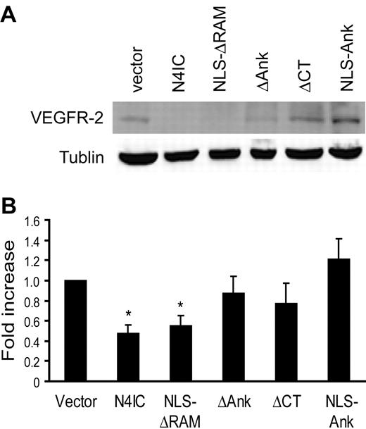 Figure 4. Notch4-induced inhibition of endothelial sprouting is independent of VEGFR-2 expression. (A) Total protein harvested from each of the Notch mutant cell lines was assayed for expression of VEGFR-2 protein by immunoblotting. Immunoblotting for α-tubulin demonstrates equivalent loading of total protein. Results are representative of 5 separate experiments and quantitation of the 3 experiments was performed by densitometry with VEGFR-2 levels normalized to α-tubulin (B). *P < .01 for sample means compared with the empty vector control.