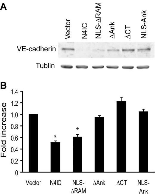 Figure 5. Inhibition of endothelial sprouting by Notch4 is independent of VE-cadherin expression. (A) Total protein harvested from each of the Notch mutant cell lines was assayed for expression of VE-cadherin protein by immunoblotting. Immunoblotting for α-tubulin demonstrates equivalent loading of total protein. Results are representative of 3 separate experiments, and quantitation of the 3 experiments was performed by densitometry with VE-cadherin levels normalized to α-tubulin (B). *P < .001 for sample means compared with the empty vector control.