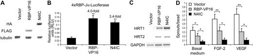 Figure 6. Constitutively active RBP-Jκ inhibits endothelial sprouting. (A) Expression of RBP-VP16 and N4IC in HMECs was detected by immunoblotting of total cellular lysates with a monoclonal anti-FLAG antibody and a monoclonal anti-HA antibody, respectively. Immunoblotting for tubulin demonstrates equivalent loading of total protein. (B) 4xRBP-Jκ luciferase reporter activity in HMECs transduced with RBP-VP16, N4IC, or empty vector control. Data are means + SD for a single experiment done in triplicate. Fold increases are reported for RBP-VP16 and N4IC cell lines as compared with the empty vector control. **P < .001 for sample means compared with the empty vector control. The relative RLU patterns are representative of at least 3 separate experiments. (C) RT-PCR was performed by using single-stranded cDNA reverse-transcribed from total RNA isolated from HMECs transduced with RBP-VP16, N4IC, or empty vector control. PCR amplifications were done with primers specific for fragments of the HRT1-3 and GAPDH cDNA sequences. Amplification of the GAPDH fragment demonstrates equivalent levels of cDNA input. The relative patterns of mRNA expression are representative of at least 3 separate experiments. (D) Endothelial sprouting assay for HMECs transduced with RBP-VP16, N4IC, or empty vector control. Assays were quantitated and graphed as means + SE for an average of 4 experiments, each done in triplicate. *P < .05 and **P < .001 for the indicated comparisons.