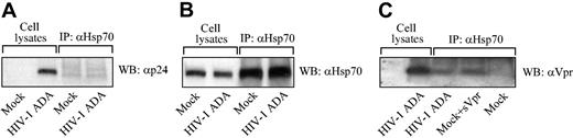 Figure 4. Hsp70 coimmunoprecipitates with Vpr from HIV-1– infected cells. Macrophages were infected with macrophage-tropic HIV-1 strain ADA or mock infected. At 48 hours after infection, cells were lysed and the lysates were immunoprecipitated with a polyclonal anti-Hsp70 antibody. Cell lysates and immunoprecipitates were analyzed by Western blotting for the presence of p24 (A), Hsp70 (B), and Vpr (C). In one sample (mock + sVpr), synthetic Vpr26 was added to mock-infected cell lysate prior to immunoprecipitation. WB indicates Western blot; IP, immunoprecipitation.