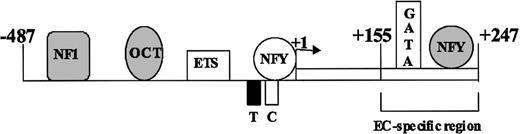 Figure 1. Schematic model of VWF promoter activation. The schematic representation of the endothelial cell-specific VWF promoter sequences -487 to +247 and transacting factors that interact with these sequences are shown. The line represents the 5′-flanking region, and the open box represents the first exon, with transcription start site shown by the arrow. The T and C represent TATA and CCAAT sequences, respectively. Factors NF1, Oct1, and NFY, which function as repressors, are shown as shaded symbols. Factors Ets, NFY, and GATA, which function as activators, are shown as open symbols. The region conferring endothelial-specific activity to the promoter (EC-specific region) is shown by the bracket.