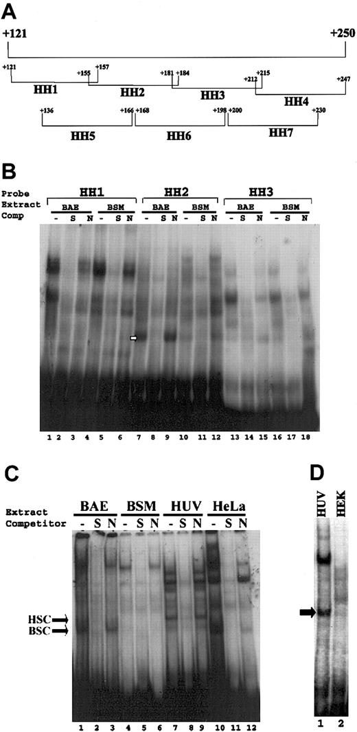 Figure 2. Analyses of endothelial-specific protein-DNA complex formation with sequences +155 to +184. (A) Represents the oligonucleotide probes that collectively span sequences +121 to +247 region of the VWF gene. Oligonucleotide probes (bracketed) are designated HH1 to HH7, with beginning and ending nucleotides shown. (B) Gel mobility assays were performed with use of HH1, HH2, and HH3 double-stranded oligonucleotide probes (10 000 cpm) and nuclear extracts (5 μg) prepared from bovine aortic endothelial (BAE) and bovine aortic smooth muscle (BSM) cells. (C-D) Gel mobility assays were performed with use of HH2 probe (10 000 cpm) corresponding to sequences +155 to +184 and nuclear extracts (5 μg) prepared from (C) HUVECs and HeLa cells and (D) HUVEC (HUV) and HEK293 (HEK) cells. The absence of competitor is represented by “-”. S (double-stranded unlabeled oligonucleotide +155 to +184) and N (double-stranded unlabeled oligonucleotide -490 to -460) represent specific and nonspecific oligonucleotide competitors. The arrows represent the endothelial specific complex in each panel.
