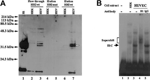 Figure 7. Western blot analyses of the DNA pull-down proteins from HUVEC and HEK293 cells and supershift of the gel mobility complex. (A) DNA pull-down experiment was performed exactly as described for Figure 5. The eluted and flow-through polypeptides were analyzed on SDS-PAGE gel followed by transfer to a nylon membrane and incubation with anti-histone H1 antibody as described in “Materials and methods.” Purified histone H1 was used as positive control (shown in lane 1). Lanes 2 and 3 represent flow-through proteins that were not bound to HH2 probe. Lanes 4 and 5 represents eluted proteins bound to HH2mut probe. Lanes 6 and 7 represent eluted proteins bound to HH2wt probe. White arrow represents the endothelial-specific protein that is recognized by anti-histone H1 antibody. Position of protein molecular weight markers are shown by black arrows. (B) Nuclear extracts prepared from HUVECs (lanes 3-5) were incubated in the absence (lane 3) and presence of 1 μg anti-histone H1 (lane 4) or IgG (lane 5) antibodies prior to addition of oligonucleotide probe (sequences +155 to +184). The anti-histone H1 antibody used was a mouse monoclonal antibody (clone AE-4), and the IgG used was normal mouse IgG. Nuclear extracts from HEK293 cells (lane 2) were used as control to distinguish the position of endothelial-specific complex from other complexes. Lane 1 represents probe only. The positions of the endothelial specific-complex (ESC), and supershifted complexes are shown by arrows and bracket, respectively.