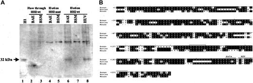 Figure 8. Western blot analysis of the DNA pull-down proteins from BAECs, BSMCs, and HUVECs. (A) DNA pull-down experiment and Western blot analyses were performed exactly as described for Figure 7A. Purified histone H1 was used as positive control (lane 1). Lanes 2 and 3 represent flow-through proteins that were not bound to HH2wt probe. Lanes 4 and 5 represents eluted proteins bound to HH2mut probe. Lanes 6 and 7 represent eluted proteins bound to HH2wt probe. Lane 8 represents the eluted protein from HUVECs bound to HH2wt probe. Arrow represents the endothelial-specific protein migrating approximately at 32-kDa position (shown by molecular weight marker) that is recognized by anti-histone H1 antibody. (B) Sequences of the human, bovine, and mouse VWF genes corresponding to nucleotides +1 to +250 (exon 1) are shown. Nucleotides in black boxes represent the regions of homology. The GATA and repressor NFY binding sites are shown. The ATGGCC sequence that comprises the binding site of the 32-kDa H1-like protein is shown in the open boxes.