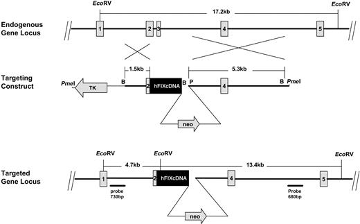 Figure 1. Strategy for targeting the mouse factor IX gene by homologous recombination. (Top) Endogenous gene locus. Exons 1 to 5 of the endogenous mouse factor IX gene are shown. (Middle) Targeting construct. The construct linearized with PmeI and used for homologous recombination is shown. Recombination between the 5′ (1.5 kb) and 3′ (5.3 kb) regions of homology is depicted. The PmeI site is within the plasmid vector, 29 nucleotides from the BamHI site. The human factor IX cDNA is depicted in black. (Bottom) Targeted gene locus. The mouse factor IX locus after homologous recombination is shown. The regions from which the 730-bp and 680-bp probes were generated are shown. After EcoRV cleavage of mouse gDNA, the 730-bp probe gives a 4.7-kb fragment and the 680-bp probe a 13.4-kb fragment when homologous recombination has occurred. Mouse gDNA is shown as a thick line and the inserted neo sequences as a thinner line. B indicates BamHI; P, PacI.