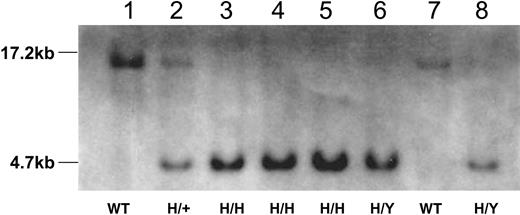Figure 2. Southern blot analysis of tail DNA from wild-type mice and mice homozygous (H/H), hemizygous (H/Y), heterozygous (H/+) for the R333Q-hFIX mutation. Tail DNA was digested with EcoRV and hybridized to the 730-bp probe. Lanes 1 and 7 show a 17.2-kb band from a wild-type female (WT nonhemophilic) and male (WT nonhemophilic) mouse, respectively. Lanes 3 to 5 show a 4.7-kb band from female R333Q-hFIX mice (H/H, homozygous hemophilic females) and lanes 6 and 8 also show the 4.7-kb band from male mice that are hemizygous for the mutation (H/Y, hemizygous hemophilic males). Lane 2 shows 4.7-kb and 17.2-kb bands from the heterozygous mouse (H/+ nonhemophilic carrier female).
