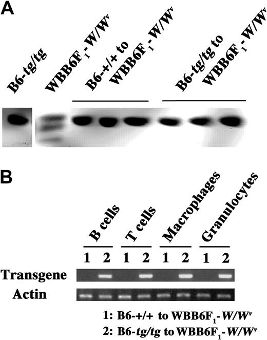 Figure 1. Origin of blood cells in the 2 Gy-irradiated WBB6F1-W/Wv mice 10 weeks after the bone marrow transplantation from B6-+/+ and B6-tg/tg mice. (A) Hemoglobin electrophoresis. Hemoglobin of WBB6F1-W/Wv recipients after the bone marrow transplantation from B6-+/+ or B6-tg/tg mice was electrophoresed in cellulose acetate membrane. In each group, 5 mice were examined, and the results of 3 in 5 were shown. Hemoglobin of B6-tg/tg mice and that of WBB6F1-W/Wv mice were also electrophoresed as controls. (B) Detection of transgene by genomic PCR. Genomic DNAs were purified from B and T lymphocytes, macrophages, and granulocytes, and the presence of the transgene, which was contained only in cells of B6-tg/tg mouse origin, was examined. In each group, 5 mice were examined with similar results (the result of a mouse is shown here). The presence of actin gene was examined as a control.