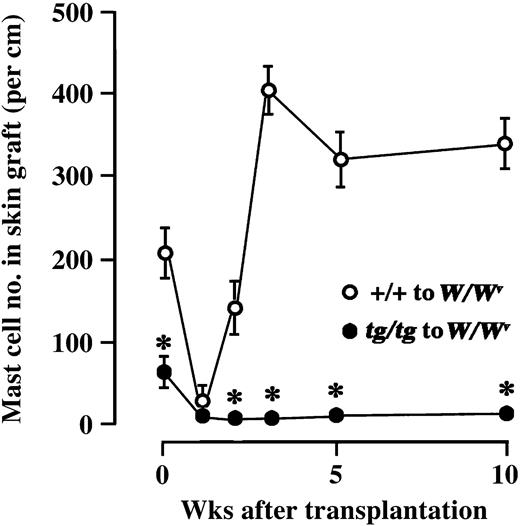 Figure 4. Number of mast cells in skin tissues of WBB6F1-+/+ or WBB6F1-tg/tgmice grafted to WBB6F1-W/Wv mice. The bars represent the mean ± SE of 5 mice. In some cases, the SE was too small to be shown by bars. *P < .01 by t test when compared with the values of skin tissues grafted from WBB6F1-+/+ mice.