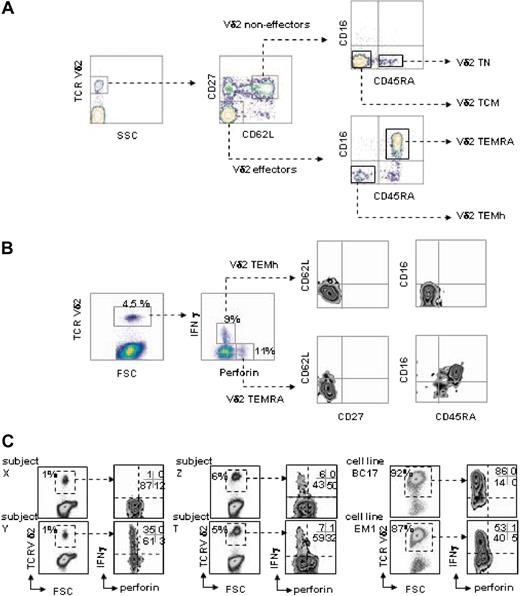 Figure 1. Polychromatic profiling of the Vδ2 T-cell subsets. (A) 5-color flow cytometry discriminates between different subsets of naive and memory Vδ2 T cells from human PBMCs. Sequential gating using morphology and TCR expression defines noneffector and effector Vδ2+ cell subsets according to CD27 and CD62L expression, which are respectively subdivided according to expression of CD45RA and CD16. (B) After 6 hours of culture of PBMCs with phosphoantigen, intracellular staining for perforin and IFN-γ followed by 7-color flow cytometry as described in “Materials and methods” defines 2 functionally distinct subsets of effector memory Vδ2 T cells by showing that Vδ2TEMh are IFN-γ–producing lymphocytes with the TCRVδ2+CD27– CD62L–CD45RA– CD16– phenotype, whereas Vδ2TEMRA are perforin-producing lymphocytes with the TCRVδ2+CD27– CD62L–CD45RA+CD16+ phenotype. (C) Frequency of Vδ2TEMh and Vδ2TEMRA cells in PBMCs from 4 representative healthy donors and 2 cultured cell lines.