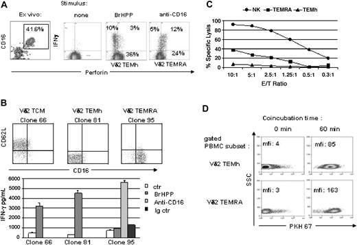 Figure 3. Different functional responses of Vδ2TEMh and Vδ2TEMRA lymphocytes. (A) Cytometric panels refer to a representative healthy donor. Left panel shows cells gated for Vδ2 expressing double staining for CD16 and perforin, indicating that both CD16+perforin+ and CD16–perforin– effector cells were equally present in the chosen individual. Freshly isolated PBMCs were stimulated with BrHPP or anti-CD16 for 6 hours and intracellular staining for IFN-γ was performed (right panels). (B) Vδ2TCM,TEMh, and TEMRA T-cell clones were obtained as previously described.28 The cells were then stimulated with BrHPP (100 nM) or with anti-CD16 (10 μg/mL). Supernatants were harvested after 24 hours and IFN-γ was measured by ELISA. Anti-HLAI was used as control. The data are representative of 3 independent ELISA experiments on different donors. Data represent means ± SD. (C) NK cell, Vδ2TEMh, and TEMRA T-cell subsets, freshly isolated from a healthy donor, were used for cytotoxic assay against Daudi cells. The graph shows a strong lytic activity exerted by the NK cells (up to 90%), an “intermediate” lytic activity of Vδ2TEMRA cells (up to 40%), and no cytotoxic effect by Vδ2TEMh cells. The data are representative of 2 independent experiments. (D) Synaptic transfer by Vδ2TEMh and Vδ2TEMRA lymphocytes from bulk PBMCs coincubated for 1 hour with PKH67-labeled Daudi target cells. Using FL1 for PKH67 detection, PKH67+ Daudi cells were gated out, the Vδ2 cell subsets were defined by 5-color flow cytometry as in Figure 1, after simultaneous labeling for surface TCRVδ2, CD27, CD62L, CD45RA, and CD16. Numbers give the PKH67 MFI of the specified cells prior to and after coincubation.