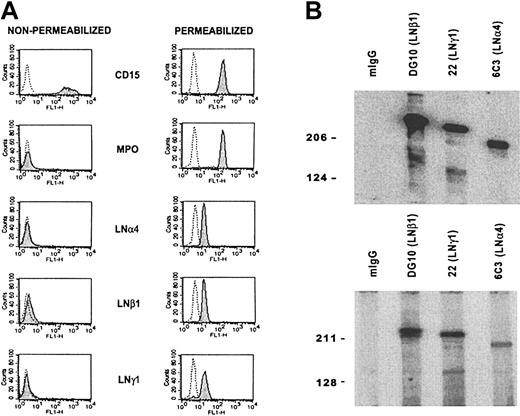 Figure 2. Expression and secretion of LN-8 by isolated blood neutrophils. (A) Detection of laminin α4, β1, and γ1 chains in neutrophils by immunofluorescence flow cytometry. Reactivity of mAbs with nonpermeabilized and permeabilized cells is shown. Mouse IgG (dotted line) and mAbs (shaded peak) C3D-1 (CD15), MPO-7 (myeloperoxidase), 5D8 (LNα4), 2G6 (LNβ1), and CAF-2 (LNγ1) were used. CD15 and myeloperoxidase were used as neutrophil and cell permeabilization markers, respectively. (B) Western blot analysis of laminin β1 mAb (DG10) immunoaffinity-purified protein from neutrophil lysate (top panel) and neutrophil secretion (bottom panel). Secreted material as supernatant was obtained after stimulating neutrophils with 200 nM TPA for 20 minutes. mIgG (negative control), mAb DG10 (LNβ1), mAb 22 (LNγ1), and mAb 6C3 (LNα4) were used. Bands of 230, 220, and 180 kDa, corresponding to LNβ1, LNγ1, and LNα4 chains, respectively, were detected.