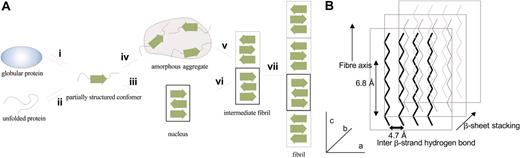 Figure 1. Illustration of amyloid formation and cross-β structure. (A) Initiation of amyloid fibrillization by a partially structured conformer. An unstable amyloidogenic intermediate is formed via partial unfolding of a compact globular protein (i) or via the gain of structure by a natively unfolded polypeptide (ii). The partially ordered intermediate, which contains some β structure (depicted as a green block arrow), is stabilized by ordered self-assembly (iii) to form a nucleus enriched with β sheet. Alternatively, self-association may lead to the formation of large amorphous aggregates (iv). The amorphous aggregates may facilitate nucleation by providing a high local concentration of amyloidogenic intermediates (v). Growth of the nucleus by β-sheet extension leads to the formation of higher order oligomers (vi) and fibrils (vii). The fibril may consist of antiparallel, as well as parallel, β sheet. For details, see Rochet and Lansbury.61 (B) Amyloid cross-β structure. In amyloid fibrils, cross-β structures are stacked β sheets likely composed of flat and nontwisted β strands. This will result in a unique and flat 2-dimensional β-sheet surface, not seen in globular proteins. The inter-β strand distance of 4.7 Å that is measured using x-ray fiber diffraction is an import characteristic not seen in globular proteins.