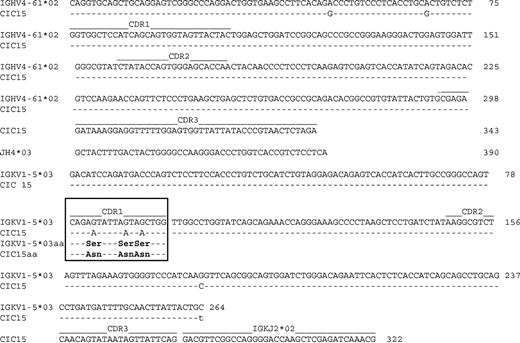Figure 3. Molecular aspects of CIC15 and GL. Nucleotide sequences of CIC15 VH and CIC15 VK regions compared respectively with their closest VH and VK germ lines. CDRs are indicated; the box contains the VK CDR1 with the 3 replacement mutations distinguishing CIC15 from GL. European Molecular Biology Laboratory (EMBL) accession numbers of CIC15 VH and VK regions are AJ576037 and AJ576038, respectively.