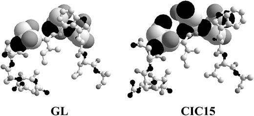 Figure 4. Tridimensional models of CIC15 and its germ line counterpart (GL). Only the amino acids of the VK CDR1 loop containing the 3 mutations (serine → asparagine) are shown here. Balls and sticks represent the unmutated amino acids, whereas the “space-filling” representation (van der Waals surface) highlights the mutations. Atoms: black, N; dark gray, O; and light gray, C.