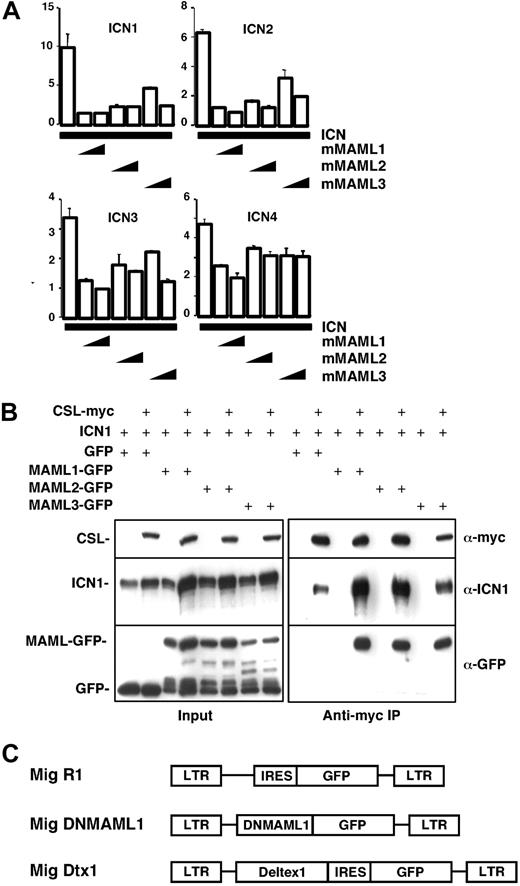 Figure 1. Inhibition of Notch family members in vitro by MAML1-3 dominant negative mutants. Dominant negative mutants were generated from homologous regions in the N-terminal Notch-binding domain of MAML1, MAML2, and MAML3 (mMAML1-3). (A) Transient transfection of U2OS cells with a CSL reporter plasmid and combinations of plasmids encoding the constitutively active intracellular domain of Notch family members (ICN1-4) and mMAML1-3. Firefly luciferase activity was normalized to Renilla luciferase activity. The amounts of each plasmid used are indicated in “Materials and methods.” Relative activity is shown on the y-axis. Results are shown as the mean ± SD of triplicate samples. (B) 293 T cells were transfected with plasmids encoding ICN1 and DNMAML-GFP fusion constructs versus GFP alone, in the presence or absence of myc-tagged CSL. The amounts of each plasmid used are reported in “Materials and methods.” Immunoprecipitates prepared with anti-myc antibody were analyzed on Western blots stained with anti-myc, anti-Notch, or anti-GFP antibodies. The lower molecular weight bands revealed by anti-GFP antibodies in the DNMAML-GFP transfected samples are protein degradation products. (C) Schematic map of the MSCV-based retroviral constructs used in this study.