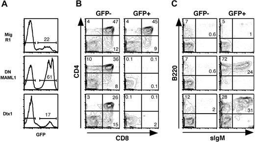 Figure 2. Inhibition of T-cell development and generation of intrathymic B cells in fetal thymic organ cultures reconstituted with DNMAML1 or Dtx1-transduced fetal liver cells. Day 15.5 fetal liver cells were transduced with the control retrovirus MigR1, Mig DNMAML1, or Mig Dtx1. Irradiated fetal lobes were reconstituted with the transduced fetal progenitors and cultured for 2 weeks before flow cytometric analysis. (A) GFP expression. (B) T-cell differentiation as assessed by anti-CD4 and anti-CD8 staining in the GFP- (internal control) and GFP+ populations. (C) Generation of intrathymic B cells as assessed with antibodies against B220 and sIgM. Results are representative of 3 independent experiments. The numbers in quadrants and above brackets indicate the percentage of cells.