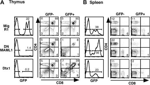 Figure 3. Impairment of Notch1-mediated T-cell development in vivo by DNMAML1 or Dtx1. C57BL/6 mice were lethally irradiated and reconstituted with BM cells transduced with MigR1, Mig DNMAML1, and Mig Dtx1. Analysis was performed at least 6 weeks after transplantation. (A) Flow cytometric analysis of the thymus showing GFP positivity and CD4/CD8 profile. (B) Flow cytometric analysis of the spleen showing GFP positivity in the same mice, as well as peripheral CD4+ and CD8+ cells in the GFP- and GFP+ fractions. Results are representative of 3 independent experiments. The numbers in quadrants and above brackets indicate the percentage of cells.