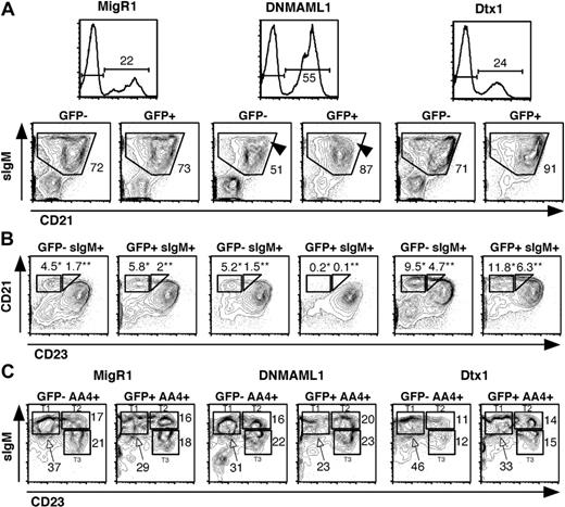Figure 4. Inhibition of Notch2-mediated marginal zone B-cell development by DNMAML1 but not Dtx1. C57BL/6 mice were lethally irradiated and reconstituted with BM cells transduced with MigR1, Mig DNMAML1, and Mig Dtx1. Analysis was performed at least 6 weeks after transplantation. (A) Expression of sIgM and CD21 in GFP- and GFP+ spleen cells. A selective loss of sIgMhi CD21hi B cells is observed in the GFP+ fraction of DNMAML1-transduced mice (arrowheads). (B) Analysis of CD21 and CD23 profiles among GFP- and GFP+ sIgM+ cells, showing the selective loss of 2 distinct populations of cells after transduction with DNMAML1. sIgM+CD21hiCD23low cells (*) are marginal zone B cells. sIgM+CD21hiCD23int cells(**) were originally thought to be a subset of transitional B cells referred to as T2 or cycling T2 B cells,25 but their exact nature is controversial. The decrease in GFP+ relative to GFP- MZB and cycling T2 B cells observed in DNMAML1 mice was statistically significant (P < .05). The slight increase observed in mice transduced with Mig Dtx1 was not statistically significant when compared to Mig R1 mice. (C) Analysis of AA4+ transitional B cell subsets as defined by a combination of sIgM and CD23 staining.26 Results are representative of 2 independent experiments with at least 3 mice. The numbers in the quadrants and above the brackets indicate the percentage of cells.