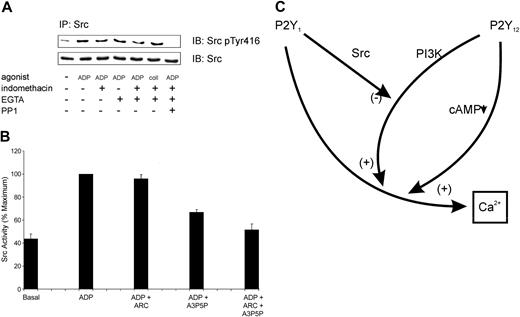 Figure 7. P2Y1, but not P2Y12, activates Src kinase. (A) Platelets were prepared with or without indomethacin pretreatment for 10 minutes as indicated. Platelets were then preincubated for 1 minute with or without EGTA (1 mM) and stimulated for a further 3 minutes with 10 μM ADP. Proteins were separated by SDS-PAGE and blotted with phospho-peptide-specific anti-Tyr416 Src antibody. IP indicates immunoprecipitate; IB, immunoblot; and coll, collagen. (B) Src was immunoprecipitated from basal platelets or platelets incubated for 1 minute with EGTA (1 mM) and stimulated for a further 3 minutes with 10 μM ADP. Some platelets had been preincubated for 5 minutes with A3P5P (1 mM), AR-C69931MX (1 μM), or both inhibitors, as indicated. Immunoprecipitates were incubated with the exogenous tyrosine kinase substrate, Raytide, and incorporation of 32P into Raytide was measured by liquid scintillation counting. Data shown are mean ± SEM (n = 3). (C) This diagram summarizes the data presented. Although P2Y1 is absolutely required for induction of a calcium response, P2Y12 is able to contribute to this response through 2 mechanisms: activation of PI3K and lowering of cellular cAMP levels. P2Y12 thus feeds forward on the P2Y1-mediated calcium response. On the other hand, P2Y1 activates Src kinase, which negatively regulates the PI3K component of the P2Y12-mediated calcium response. P2Y1 thus negatively feeds back on this part of the P2Y12-mediated response, although not upon the cAMP component of the P2Y12 signaling pathway. This demonstrates an intricate level of feedback cross-talk between these 2 receptors at the level of calcium signaling in platelets.