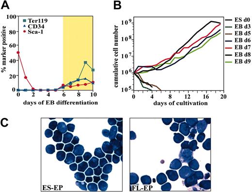 Figure 1. Development, expansion, and characterization of erythroblasts derived from differentiated ES cells. (A) Flow cytometry analysis of CD34, Sca-1, and Ter119 expression during embryoid body differentiation. The gold section marks EB from which erythroid outgrowth could be observed. (B) To determine which stage of EB differentiation sustains expansion of erythroid progenitors, cells from EBs differentiated for 0 to 9 days were dissociated, cultivated under erythroid conditions, and cumulative cell numbers were determined for 20 days. (C) Morphology of ES-EPs and FL-EPs cultivated for 12 days. Cytospin preparations were stained with benzidine and hematologic dyes. Original magnification, × 63.