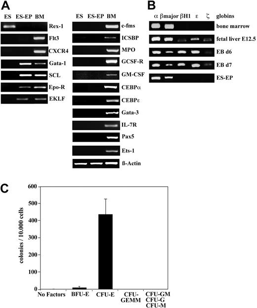 Figure 2. Analysis of gene expression and colony formation of ES-EPs. (A) Semiquantitative RT-PCR analysis of hematopoietic-specific genes expressed in undifferentiated ES cells (ES), 20-day-old ES-EP cultures from day 7 EBs, and freshly prepared bone marrow (BM) is shown. ES-EPs express erythroid-specific genes but none of the tested genes characteristic of myeloid or B-lymphoid cells. (B) ES-EPs express adult but not fetal globins, as shown by semiquantitative RT-PCR analysis of the globin chains indicated. (C) Colony formation ability of ES-EPs was measured. Mean values of 3 independent experiments plus or minus the standard deviation (SD) are shown.