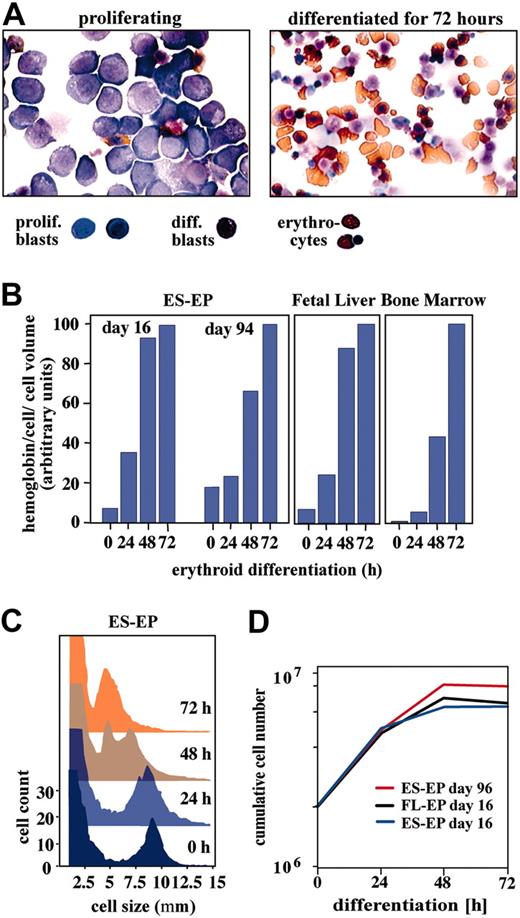 Figure 4. In vitro differentiation of erythroid cells derived from ES cells, fetal liver, and bone marrow. (A) Morphology of ES-EPs before and after 3 days of differentiation, as analyzed on cytospins by hematologic and benzidine staining. Original magnification, × 63. Differentiation kinetics of ES-EPs expanded for 16 days and 94 days, and erythroblasts derived from bone marrow and fetal liver were analyzed by measuring (B) accumulation of hemoglobin, (C) cell size, and (D) cell proliferation.