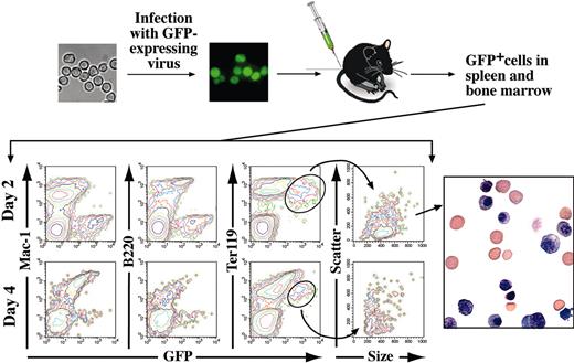 Figure 5. In vivo, ES-EP terminally differentiate and do not induce tumor formation. GFP-expressing ES-EPs (1.5 × 107) were intravenously injected into sublethally irradiated syngeneic mice. FACS analysis for GFP and erythroid (Ter119), lymphoid (B220), and myeloid (Mac-1) markers of cells derived from spleens 2 days and 4 days after injection is shown. Sorting of GFP+ cells from spleen and bone marrow by FACS at day 2 reveals the presence of erythroblasts and enucleated erythrocytes in the GFP-transduced population. Original magnification, × 100.