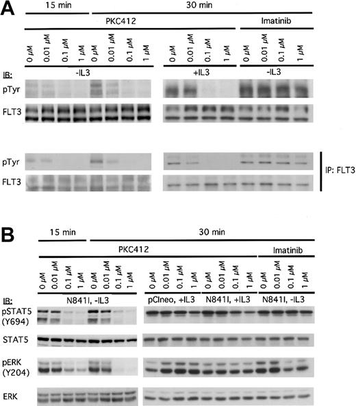 Figure 3. PKC412 inhibits receptor phosphorylation and the constitutive activation of downstream signaling cascades in Ba/F3-FLT3-N841I cells. FLT3-N841I–expressing Ba/F3 cells cultured in either the absence or presence of IL-3 were treated with PKC412 or STI571 (in the absence of IL-3) at the concentrations indicated and lysed in NP-40 buffer after 15- and 30-minute treatments. (A) Whole-cell lysates were subjected to direct immunoblot analysis (top panel) or were used as the starting material for anti-FLT3 immunoprecipitation (bottom panel). Whole-cell extracts or immunoprecipitates were immunoblotted with either anti-pTyr antibody or anti-FLT3 (as indicated). (B) The same cell lysates were subjected to immunoblot analysis with antibodies specific to the phosphorylated forms of STAT5 and ERK, as indicated. Membranes were then reprobed with the corresponding nonphosphospecific antibodies, as indicated.