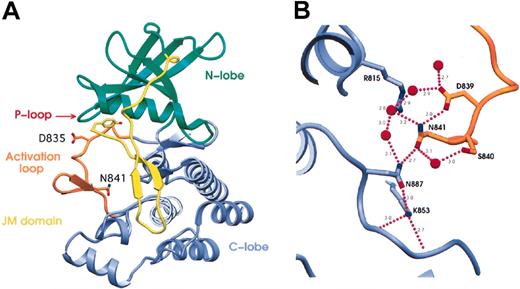 Figure 4. Spatial analysis of mutations in the crystal structure of FLT3. (A) Ribbon representation of the crystal structure of FLT3 (pdb code: 1RJB).24 Residues highlighted by this study are indicated and are shown in “stick” representation. Y572 is at the N-terminal residue of the JM domain visible in the crystal structure. D835 and N841 are both in the activation loop. Significant structural elements are color-coded, with the N-terminal kinase domain in green, the C-terminal kinase domain in blue, the activation loop in orange, and the juxtamembrane (JM) domain in yellow. P-loop is indicated. (B) The hydrogen-bonding network surrounding N841. N841 is the key residue in an extensive hydrogen-bonding network incorporating R815 in the catalytic loop; D839, S840, and N841 in the activation loop; K853 in the end of the activation loop; N887 at the end of the F-helix; and 5 water molecules. The activation loop is shown in orange and the C-terminal kinase domain in blue. Residues are shown in stick representation with nitrogen atoms in blue, oxygen atoms in red, and carbon atoms the same color as the domain. Water molecules are represented as red spheres, and hydrogen bonds are shown as purple dotted lines with distances shown in angstroms (nanometers). Figures were made using SETOR.25