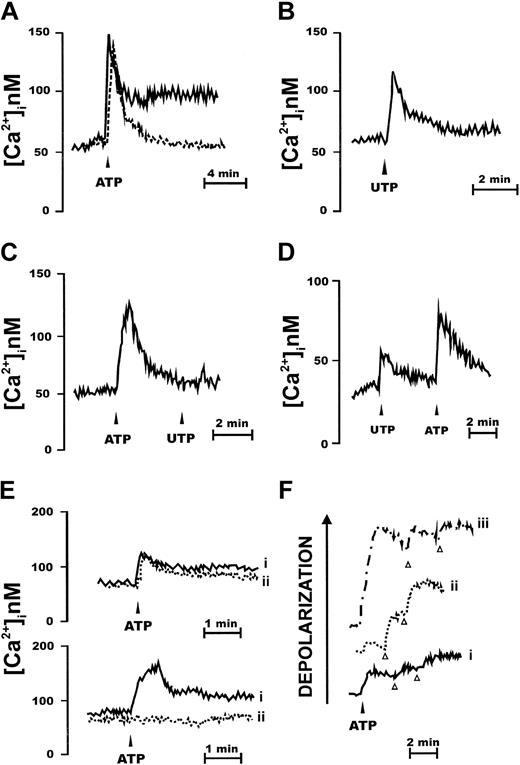 Figure 1. CD34+ HSCs express functional P2XRs. CD34+ cells were loaded with the Ca2+ indicator fura-2/AM, as detailed in “Materials and methods,” and then stimulated with nucleotides in a Ca2+-containing (A-B) or in a Ca2+-free medium (C-D) supplemented with 0.5 mM ethylene glycol tetraacetic acid (EGTA). Nucleotides were added at the concentration of 1 mM. Traces are from a single experiment representative of 5 similar ones. Cells were also pretreated with the P2X inhibitor oATP (600 μM for 2 hours at 37°C), rinsed, and then challenged with 1 mM ATP (E; continuous line (i), ATP; dashed line (ii), oATP + ATP). P2R stimulation induces plasma membrane depolarization (F). Cells were loaded with the fluorescent dye bisoxonol as reported in “Materials and methods” and then challenged with increasing ATP concentrations (trace i, 300 μM; trace ii, 1 mM; trace iii, 3 mM). KCl (arrowhead) was 30 mM. Traces are from a single experiment representative of 5 similar ones.
